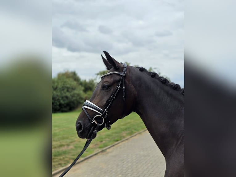 Hanoverian Mare 4 years 16,1 hh Bay-Dark in Cremlingen