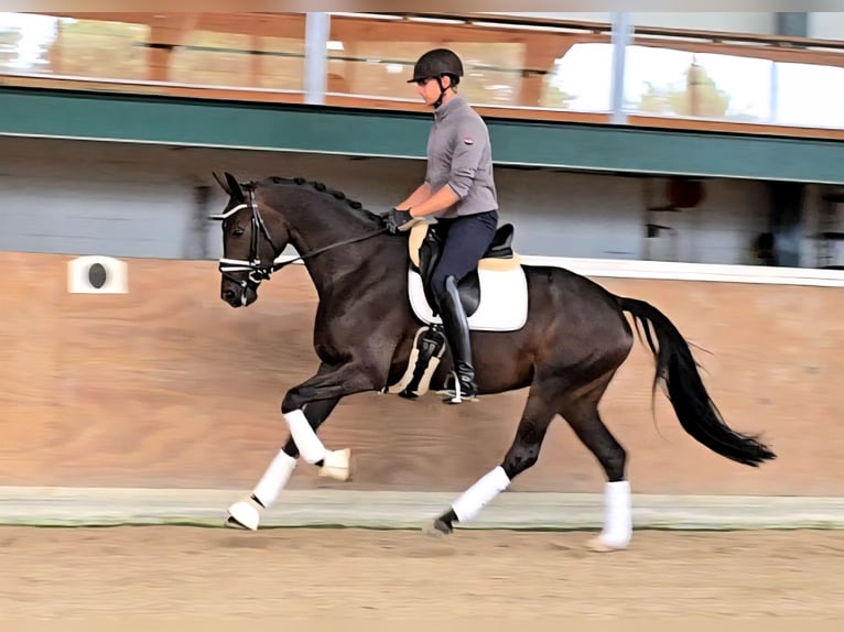 Hanoverian Mare 4 years 16,1 hh Bay-Dark in Cremlingen