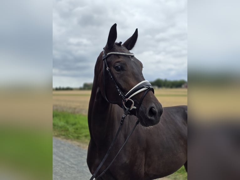 Hanoverian Mare 4 years 16,1 hh Bay-Dark in Cremlingen