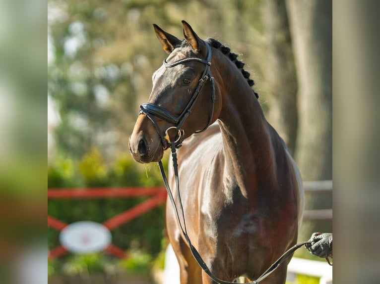 Hanoverian Mare 4 years 16,1 hh Bay-Dark in Münster-Handorf
