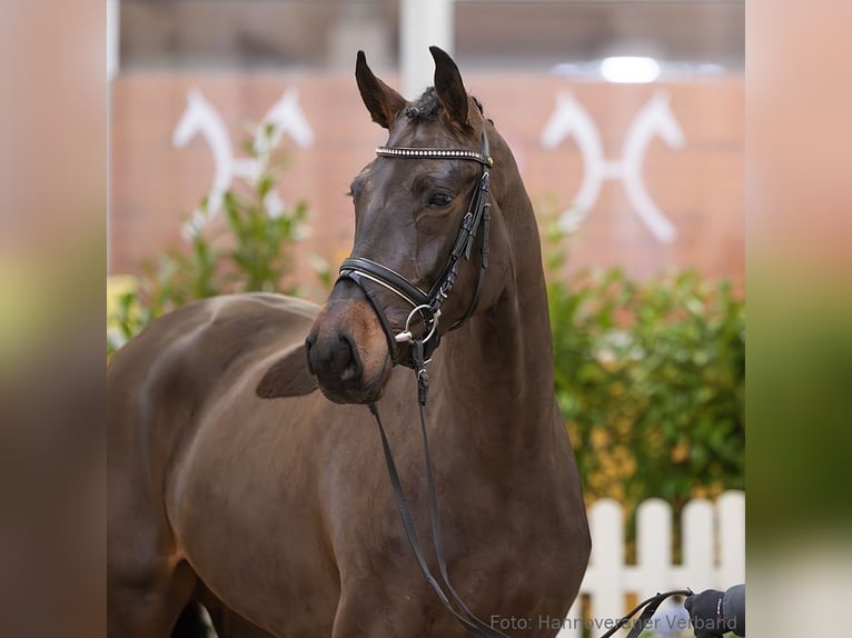 Hanoverian Mare 4 years 16,1 hh Bay-Dark in Verden