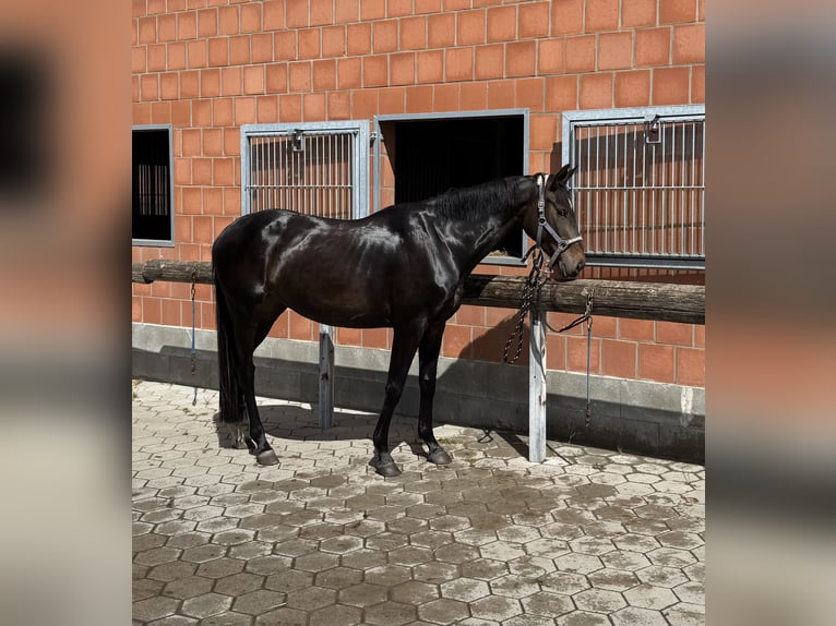 Hanoverian Mare 4 years 16,1 hh Bay-Dark in EgestorfD&#xF6;hle