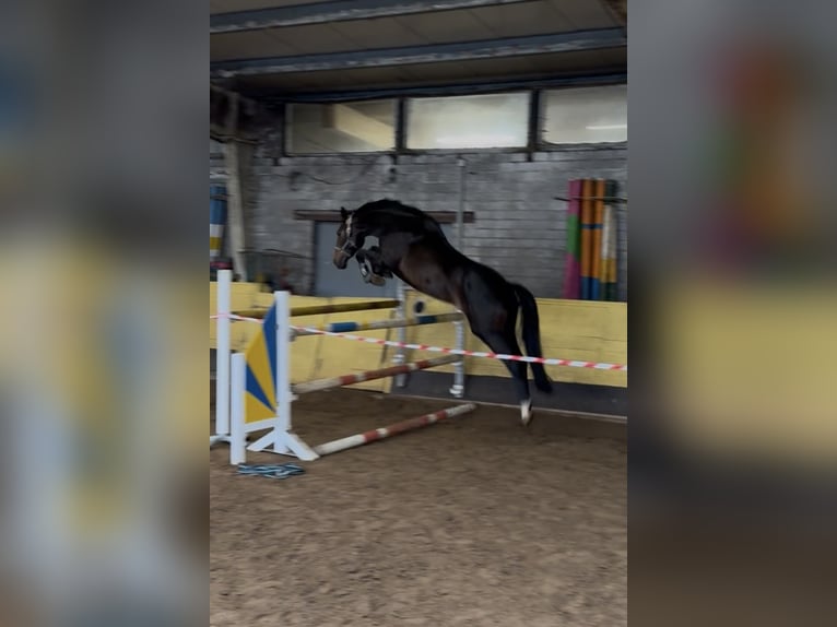 Hanoverian Mare 4 years 16,1 hh Bay-Dark in EgestorfD&#xF6;hle