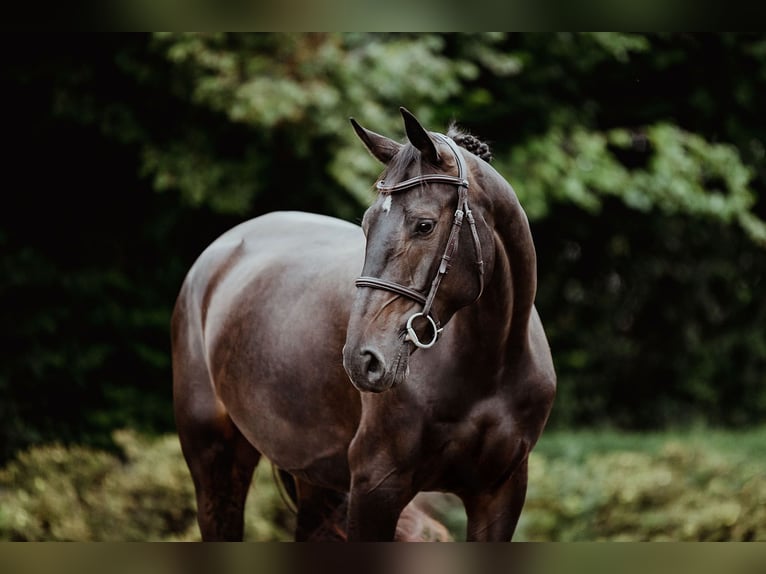 Hanoverian Mare 4 years 16,1 hh Bay-Dark in Riedstadt