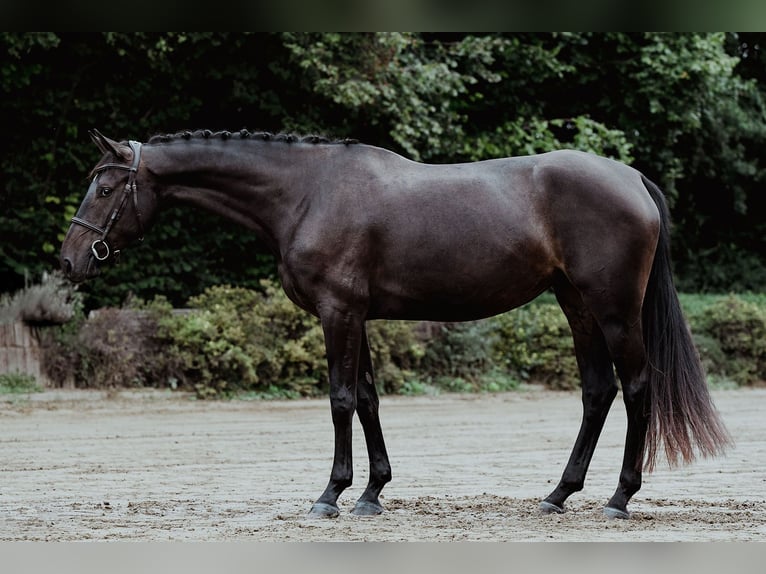 Hanoverian Mare 4 years 16,1 hh Bay-Dark in Riedstadt