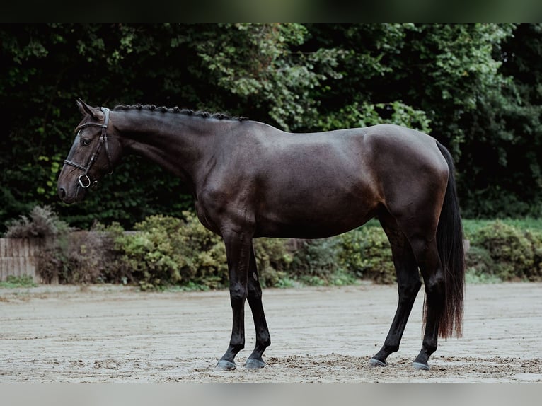 Hanoverian Mare 4 years 16,1 hh Bay-Dark in Riedstadt