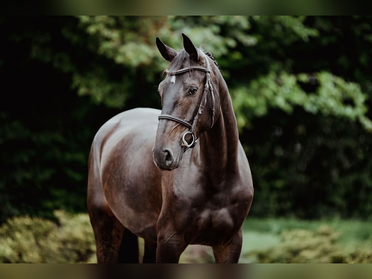 Hanoverian Mare 4 years 16,1 hh Bay-Dark in Riedstadt