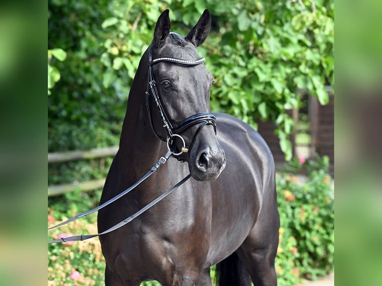Hanoverian Mare 4 years 16,1 hh Black in Bad Bevensen
