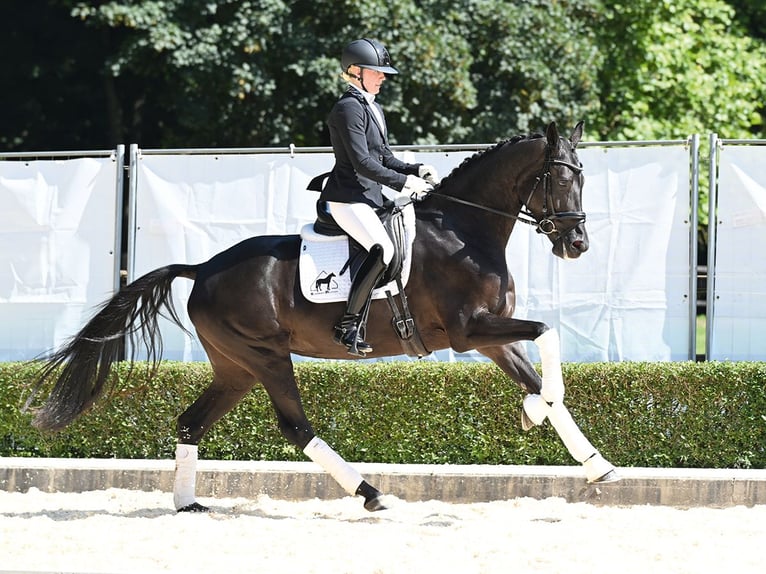 Hanoverian Mare 4 years 16,1 hh Black in Bad Bevensen