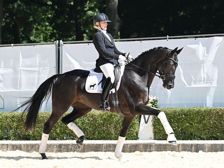 Hanoverian Mare 4 years 16,1 hh Black in Bad Bevensen