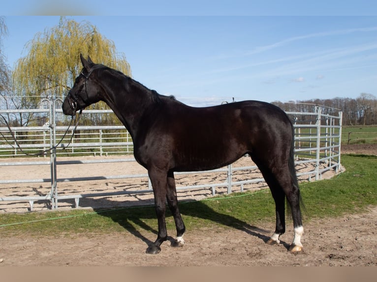 Hanoverian Mare 4 years 16,1 hh Black in Berne