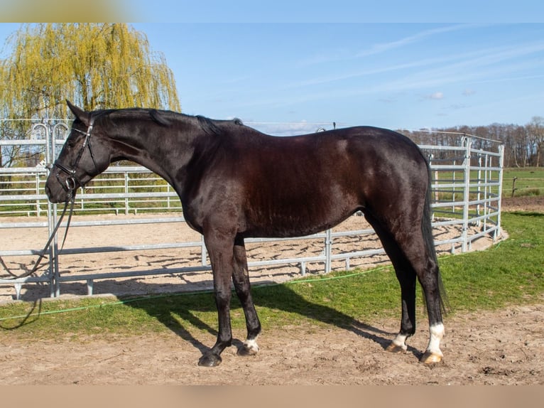 Hanoverian Mare 4 years 16,1 hh Black in Berne