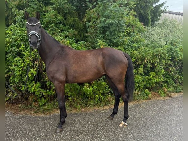 Hanoverian Mare 4 years 16,1 hh Black in Drackenstein