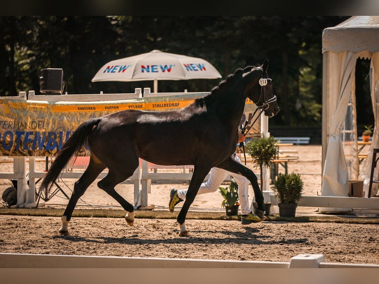 Hanoverian Mare 4 years 16,1 hh Black in Moers