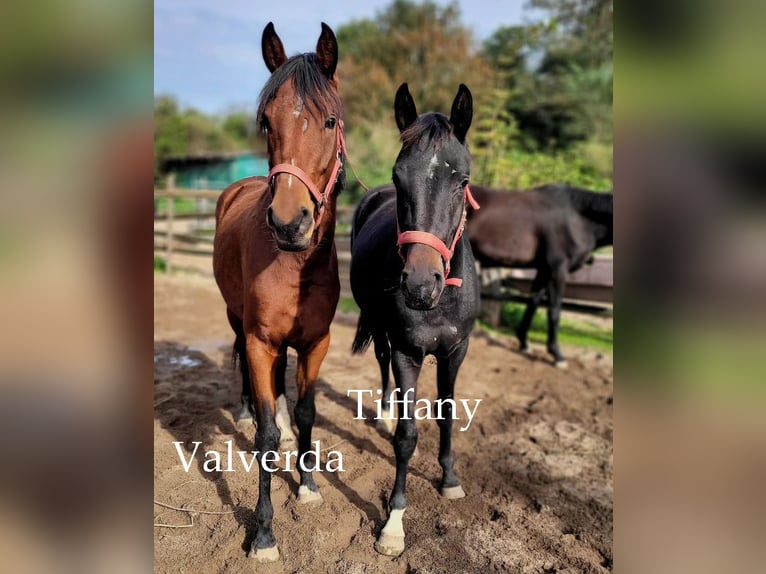 Hanoverian Mare 4 years 16,1 hh Black in Moers