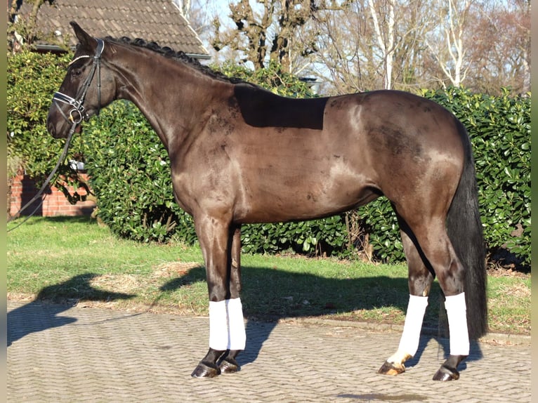Hanoverian Mare 4 years 16,1 hh Black in Selsingen