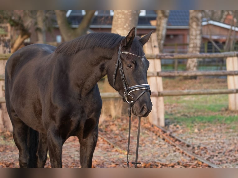 Hanoverian Mare 4 years 16,1 hh Black in Geestland