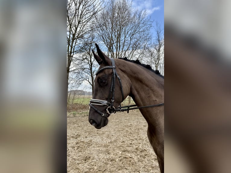 Hanoverian Mare 4 years 16,1 hh Black in Hammah