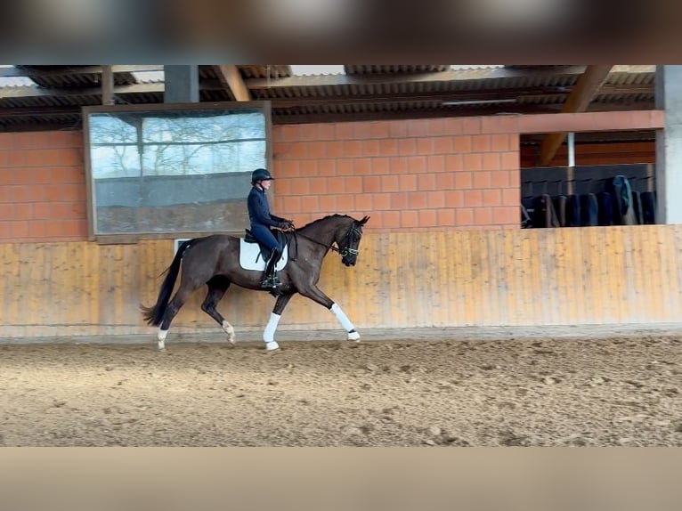 Hanoverian Mare 4 years 16,1 hh Black in Hammah