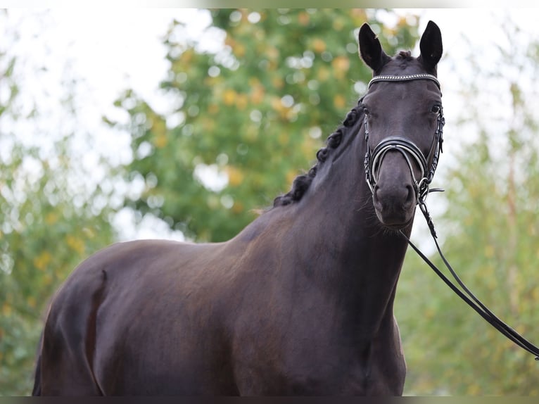 Hanoverian Mare 4 years 16,1 hh Black in Loewenberger Land, 30 min von Berlin