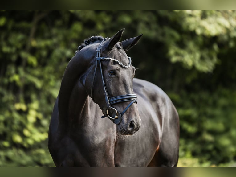 Hanoverian Mare 4 years 16,1 hh Black in Riedstadt
