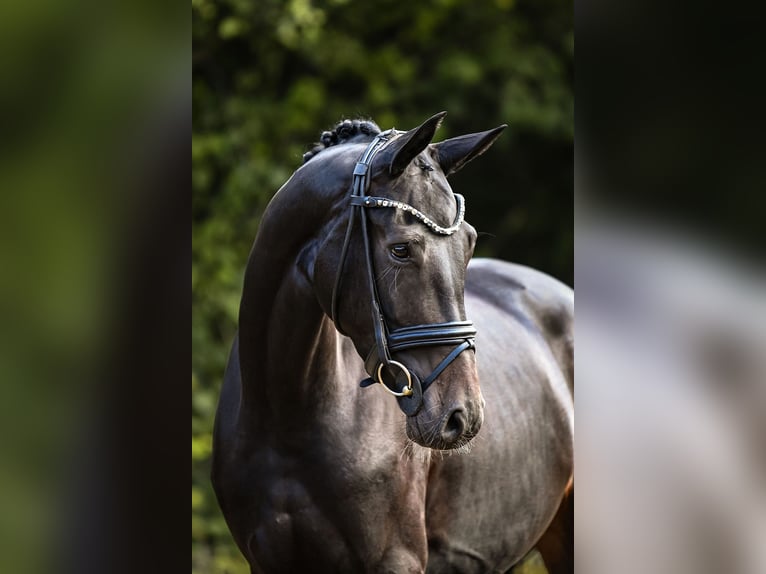 Hanoverian Mare 4 years 16,1 hh Black in Riedstadt