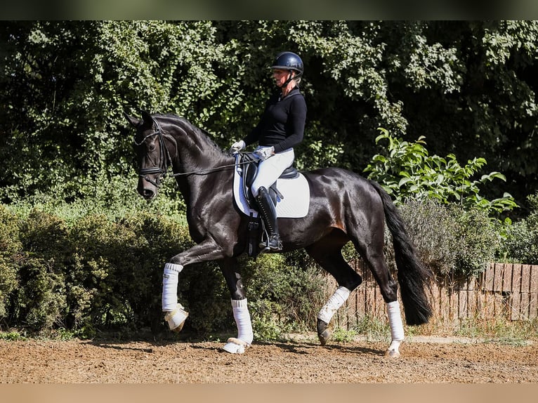 Hanoverian Mare 4 years 16,1 hh Black in Riedstadt