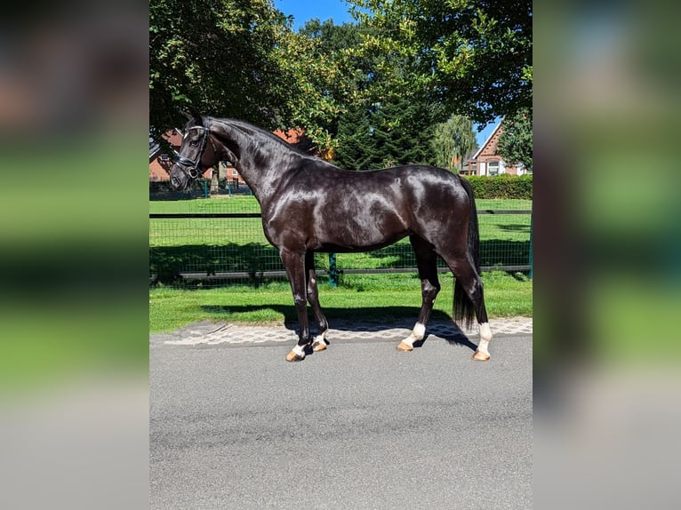 Hanoverian Mare 4 years 16,1 hh Black in Twistringen