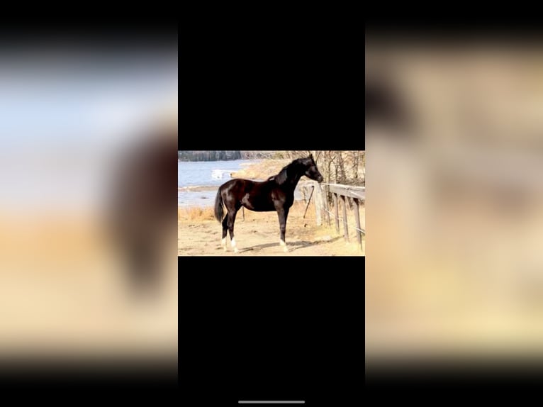 Hanoverian Mare 4 years 16,1 hh Black in Vechta
