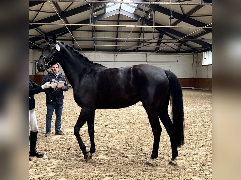 Hanoverian Mare 4 years 16,1 hh Black in Wagenfeld