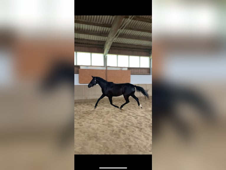 Hanoverian Mare 4 years 16,1 hh Black in Zwiesel