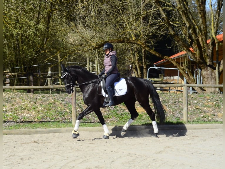 Hanoverian Mare 4 years 16,1 hh Black in Wellheim