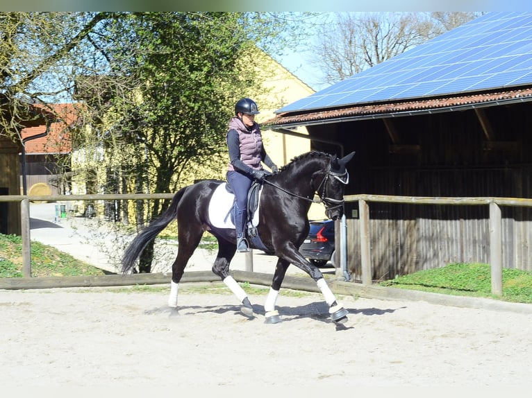 Hanoverian Mare 4 years 16,1 hh Black in Wellheim