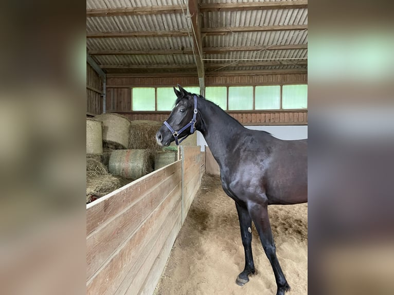 Hanoverian Mare 4 years 16,1 hh Black in Zwiesel