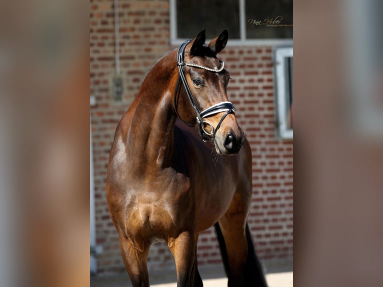 Hanoverian Mare 4 years 16,1 hh Brown in Herford
