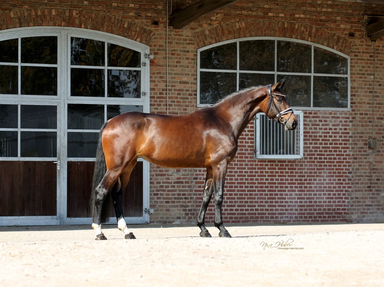Hanoverian Mare 4 years 16,1 hh Brown in Herford
