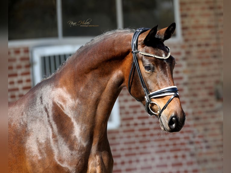 Hanoverian Mare 4 years 16,1 hh Brown in Herford
