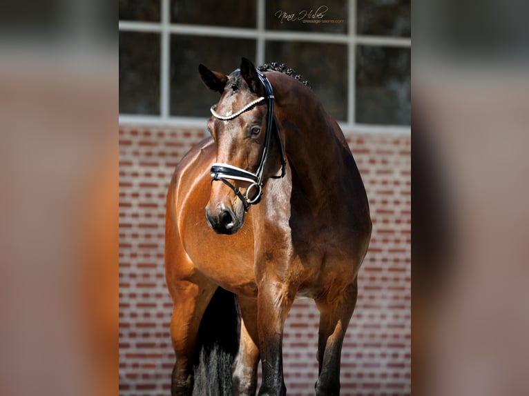 Hanoverian Mare 4 years 16,1 hh Brown in Herford