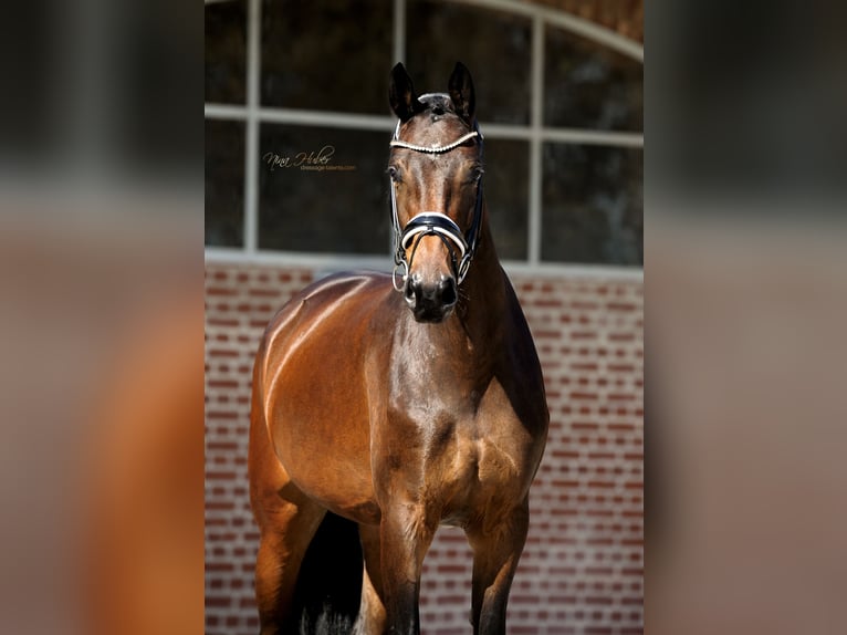 Hanoverian Mare 4 years 16,1 hh Brown in Herford