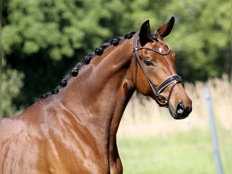 Hanoverian Mare 4 years 16,1 hh Brown in Nordhorn