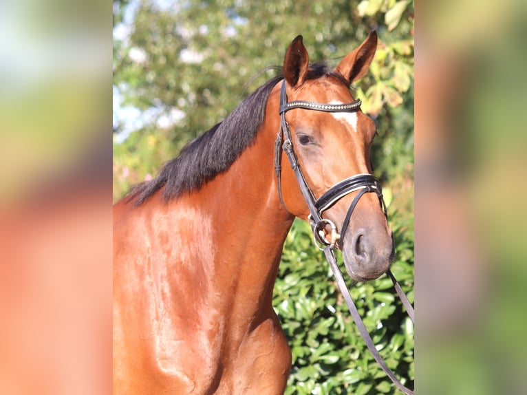 Hanoverian Mare 4 years 16,1 hh Brown in Selsingen