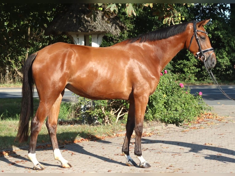 Hanoverian Mare 4 years 16,1 hh Brown in Selsingen