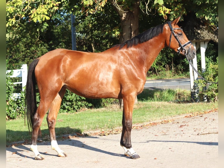 Hanoverian Mare 4 years 16,1 hh Brown in Selsingen