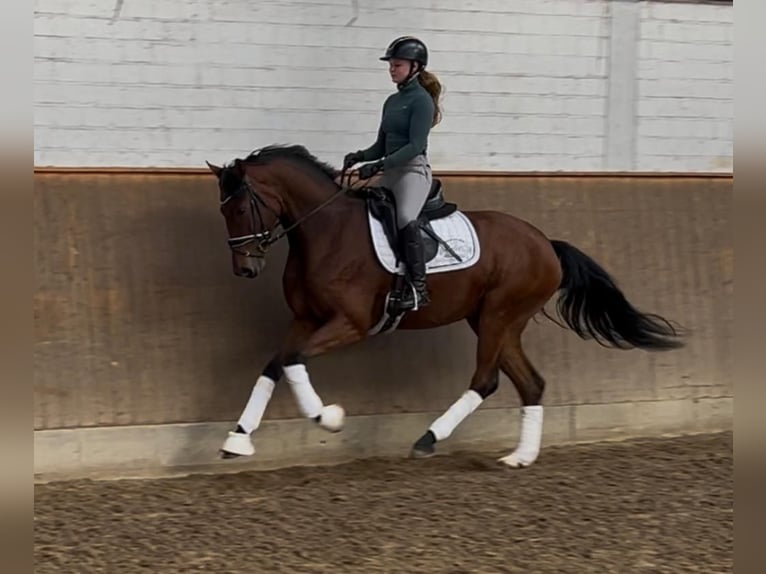 Hanoverian Mare 4 years 16,1 hh Brown in Elmlohe
