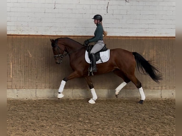 Hanoverian Mare 4 years 16,1 hh Brown in Elmlohe