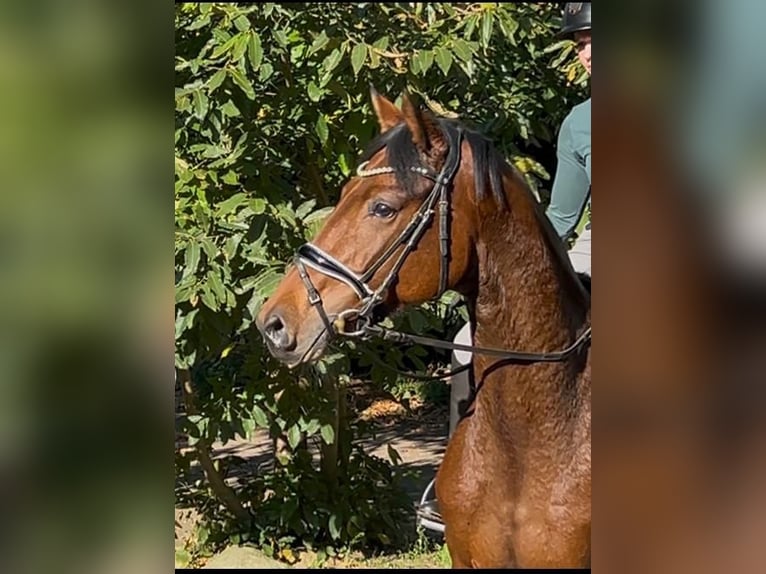 Hanoverian Mare 4 years 16,1 hh Brown in Elmlohe