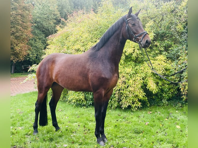 Hanoverian Mare 4 years 16,1 hh Brown in Essen (Oldenburg) Hanoverian Mare 4 years 16,1 hh Brown in Essen (Oldenburg)