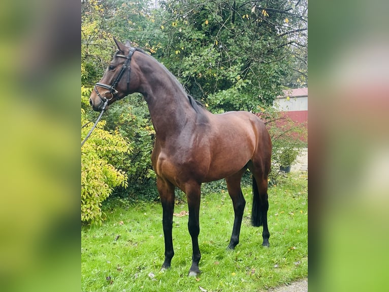 Hanoverian Mare 4 years 16,1 hh Brown in Essen (Oldenburg) Hanoverian Mare 4 years 16,1 hh Brown in Essen (Oldenburg)