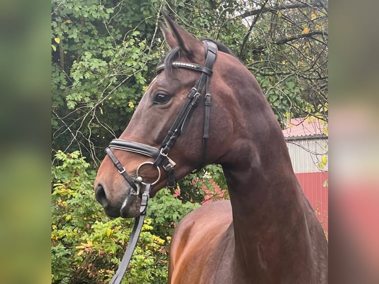 Hanoverian Mare 4 years 16,1 hh Brown in Essen (Oldenburg) Hanoverian Mare 4 years 16,1 hh Brown in Essen (Oldenburg)