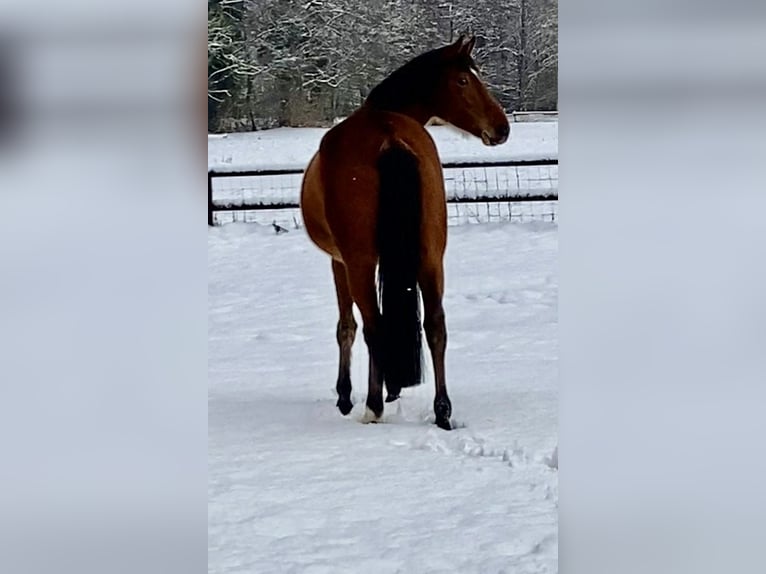 Hanoverian Mare 4 years 16,1 hh Brown in OttersbergOttersberg